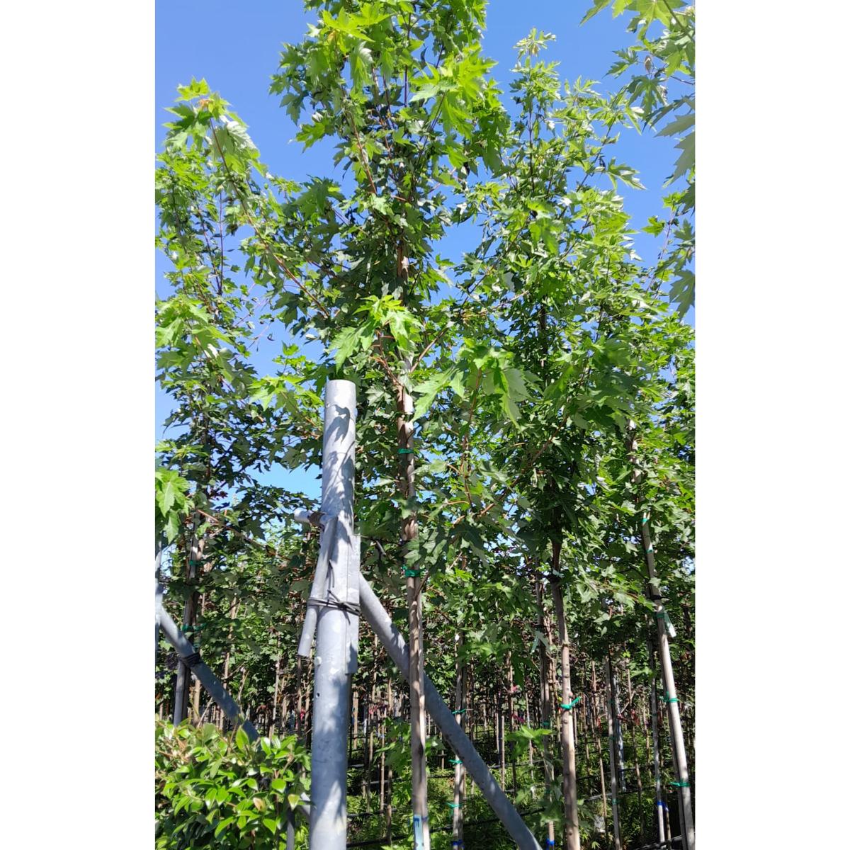 Acer saccharinum