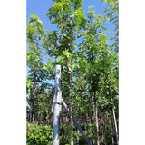 Acer saccharinum