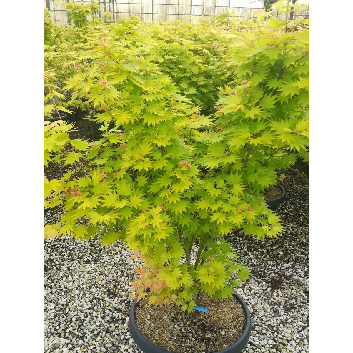 Acer shirasawanum 'Jordan'