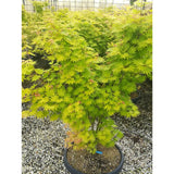 Acer shirasawanum 'Jordan'