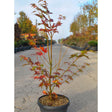Acer shirasawanum 'Jordan' available direct from Cedar Nursery.