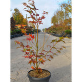 Acer shirasawanum 'Jordan' available direct from Cedar Nursery.