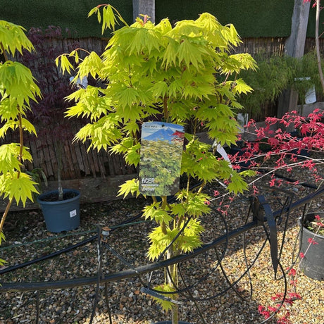 Buy Acer shirasawanum 'Jordan' direct from Cedar Nursery, Surrey
