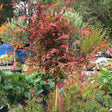Acer palmatum 'Shaina'