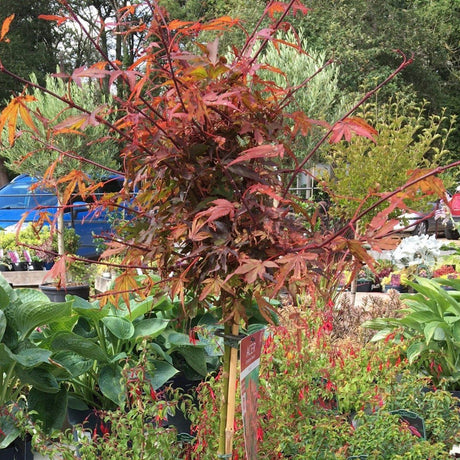 Buy Acer trees at Cedar Nursery, Surrey