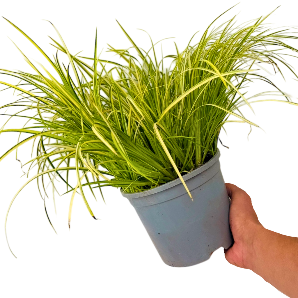 Acorus gramineus Ogon 2L at Cedar Nursery Surrey