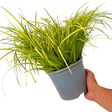 Acorus gramineus Ogon 2L at Cedar Nursery Surrey