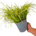 Acorus gramineus Ogon 2L at Cedar Nursery Surrey