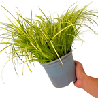 Acorus gramineus Ogon 2L at Cedar Nursery Surrey
