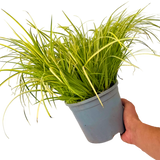 Acorus gramineus Ogon 2L at Cedar Nursery Surrey