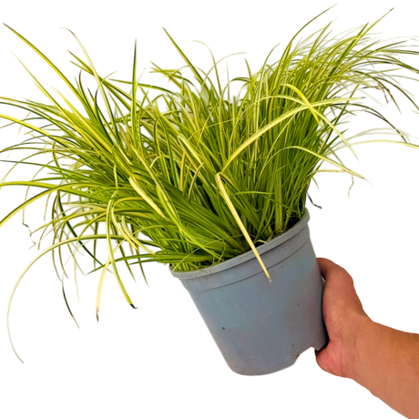 Acorus gramineus Ogon 2L at Cedar Nursery Surrey
