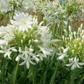 Buy Agapanthus Albus direct from Cedar Nursery, Surrey