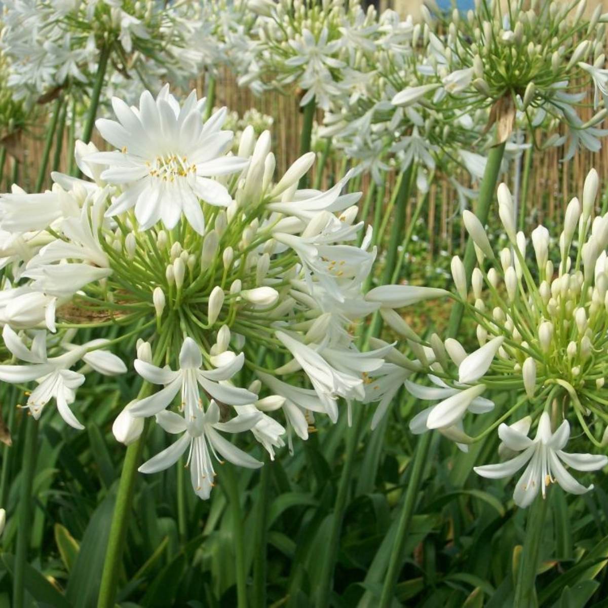 Buy Agapanthus Albus direct from Cedar Nursery, Surrey