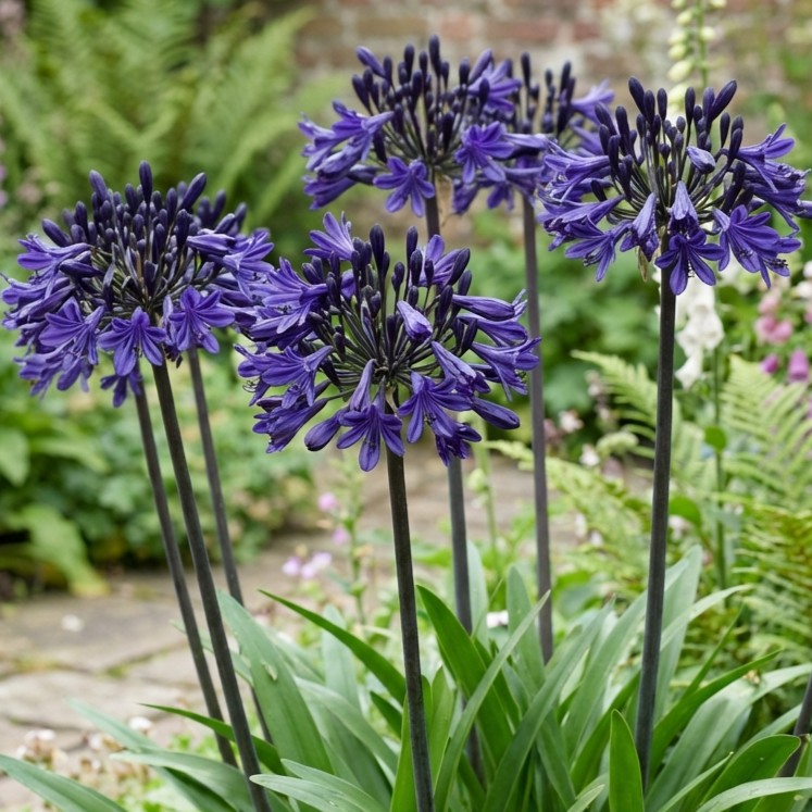 Agapanthus 'Black Buddhist' (D)