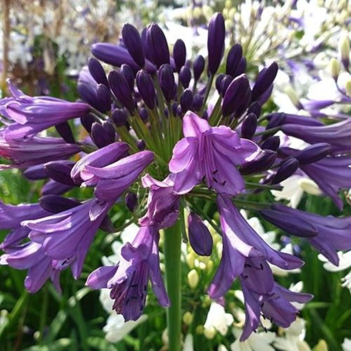 Buy Agapanthus 'Poppin Purple' direct from Cedar Nursery, Surrey