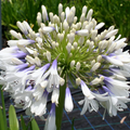 Agapanthus Queen Mum ='Pmn06' (S-E)