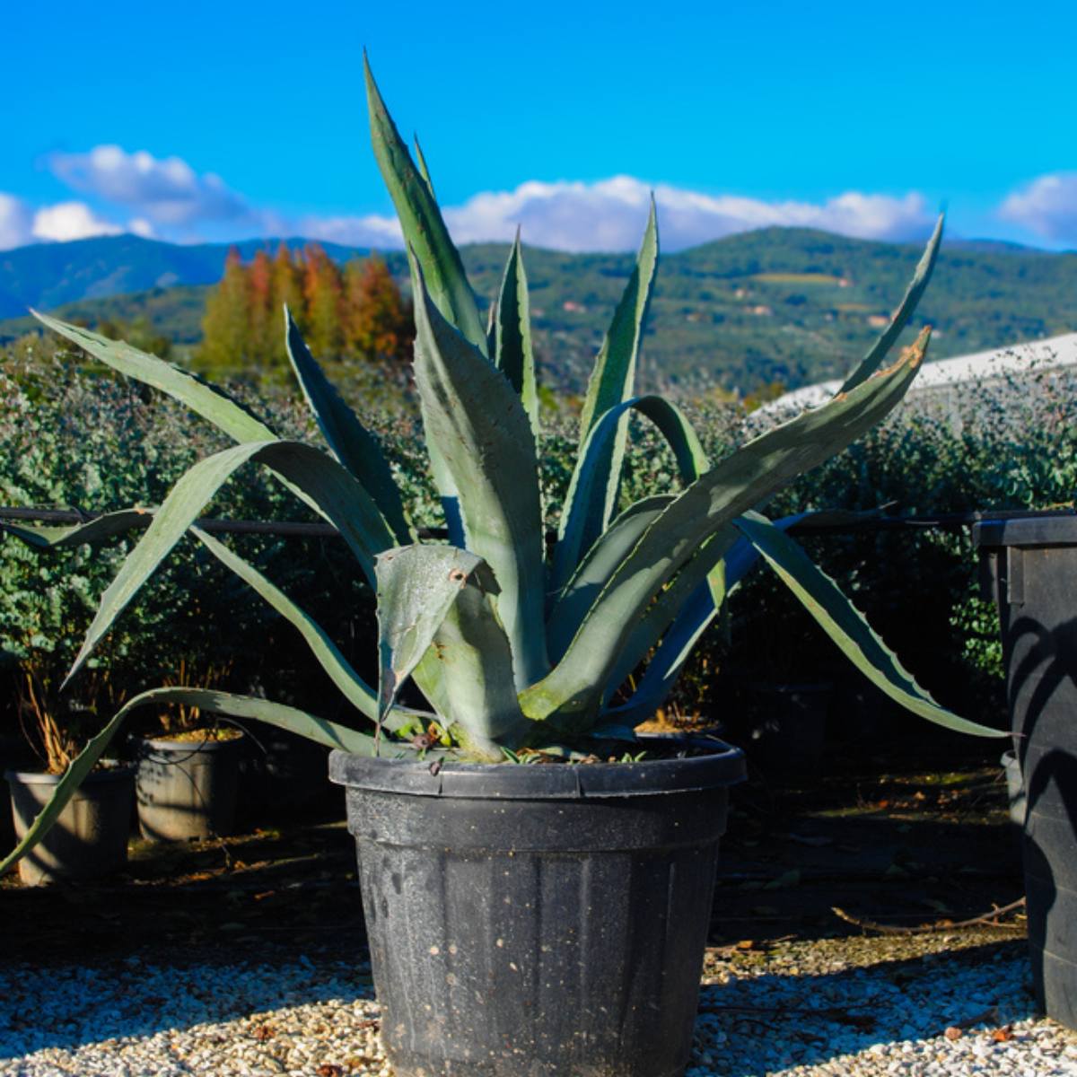 Agave americana