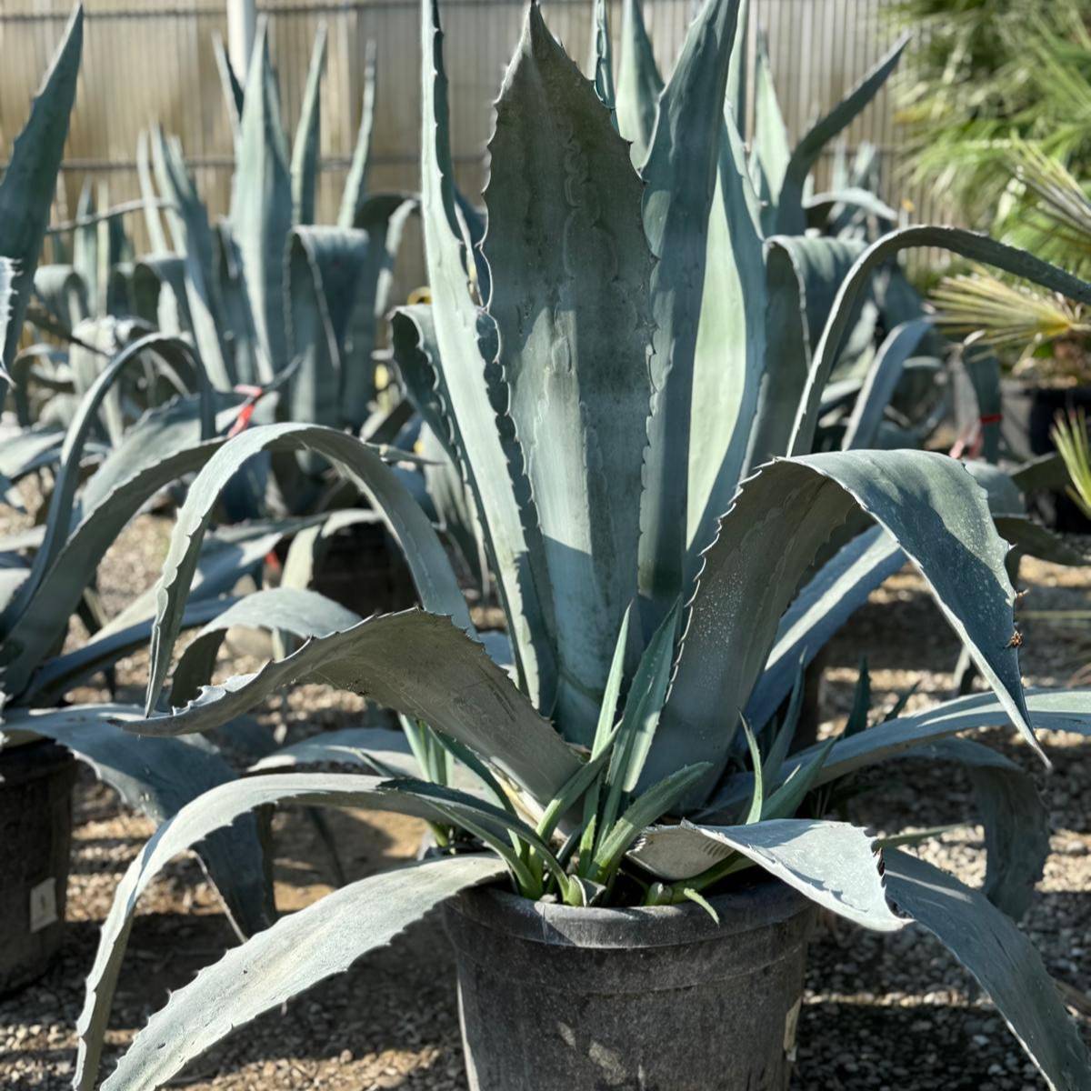 Agave americana