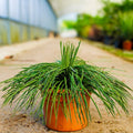 Agave geminiflora