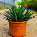 Agave macroacantha