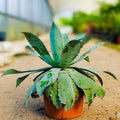 Agave potatorum