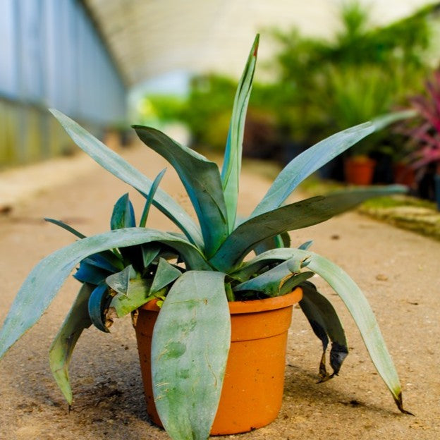 Agave weberi