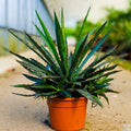 Agave xylonacantha
