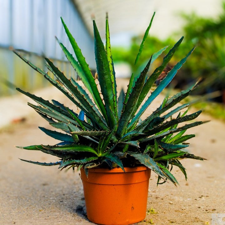 Agave xylonacantha