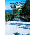 Buy Albizia julibrissin 'Evey's Pride' direct from Cedar Nursery