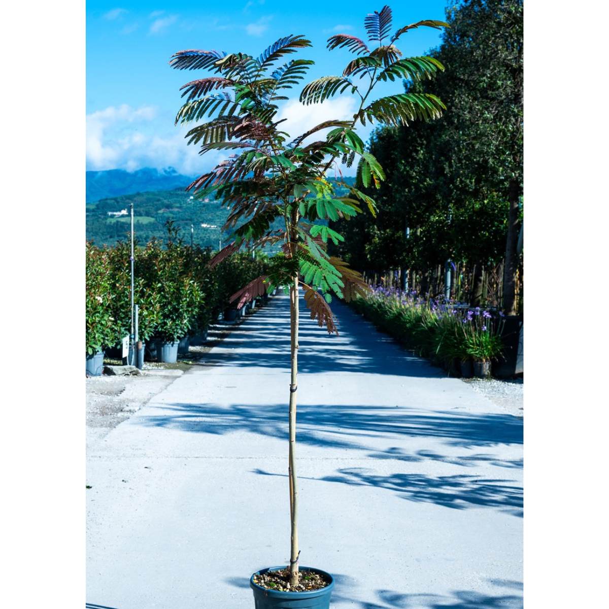 Buy Albizia julibrissin 'Evey's Pride' direct from Cedar Nursery