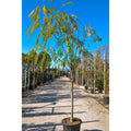 Albizia julibrissin 'Ombrella' - available direct from Cedar Nursery, Surrey