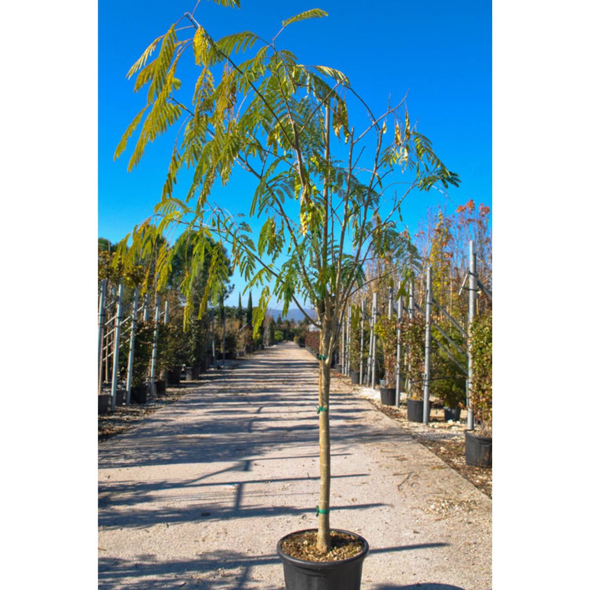 Albizia julibrissin 'Ombrella' - available direct from Cedar Nursery, Surrey