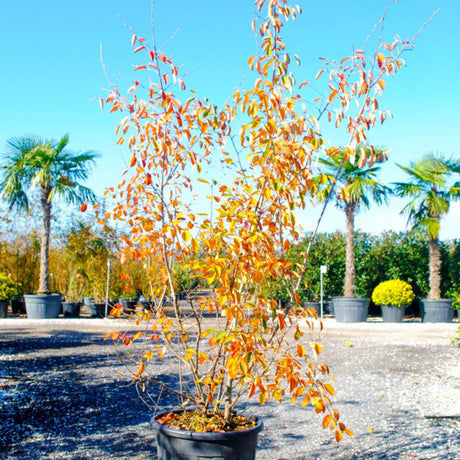 Buy Amelanchier lamarckii direct from Cedar Nursery, Surrey