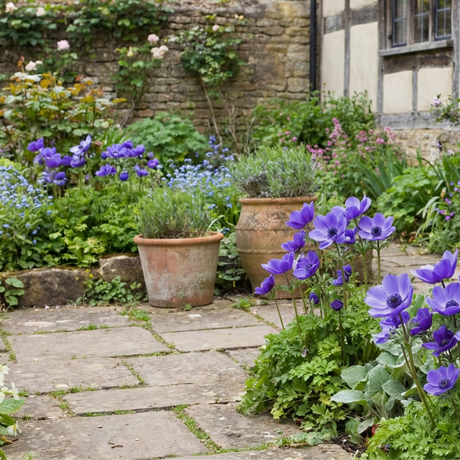 Anemone blanda 'Harmony Blue' from Cedar Nursery, Cobham