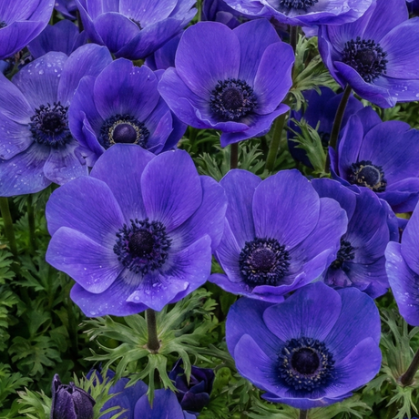 Anemone blanda 'Harmony Blue' from Cedar Nursery, Cobham