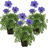 Anemone blanda 'Harmony Blue'