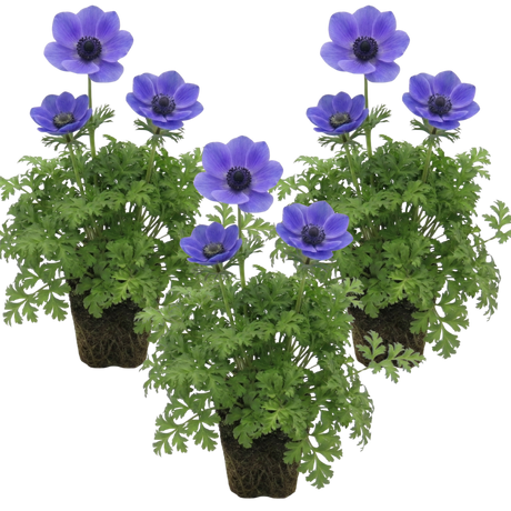 Anemone blanda 'Harmony Blue' from Cedar Nursery, Cobham