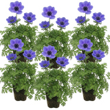 Anemone blanda 'Harmony Blue'