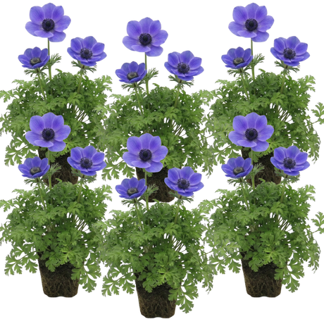 Anemone blanda 'Harmony Blue' from Cedar Nursery, Cobham