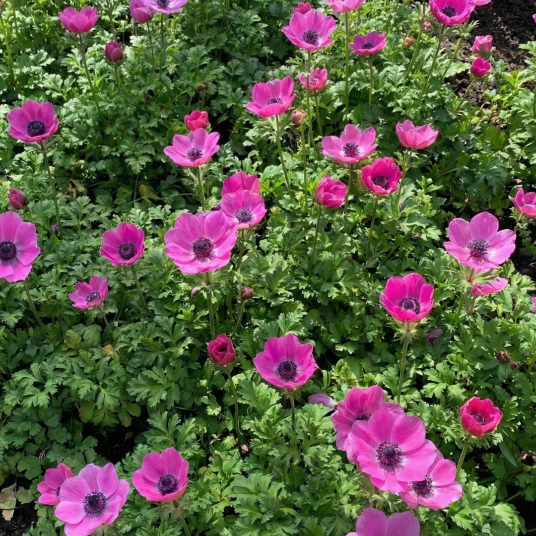 Anemone blanda Harmony Orchid 1L at Cedar Nursery Surrey