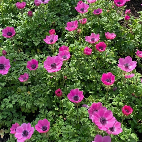 Anemone blanda Harmony Orchid 1L at Cedar Nursery Surrey