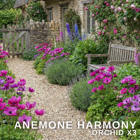 Anemone blanda 'Harmony Orchid' from Cedar Nursery, Cobham