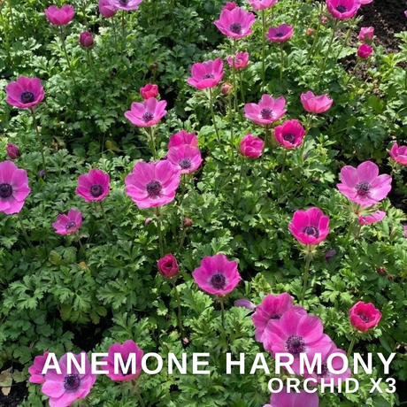 Anemone blanda 'Harmony Orchid' from Cedar Nursery, Cobham
