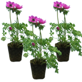 Anemone blanda 'Harmony Orchid'