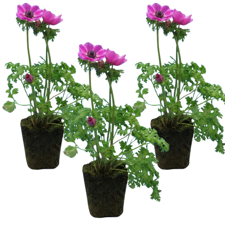 Anemone blanda 'Harmony Orchid' from Cedar Nursery, Cobham