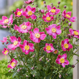 Anemone x hybrida Fantasy Ariel 2L at Cedar Nursery Surrey