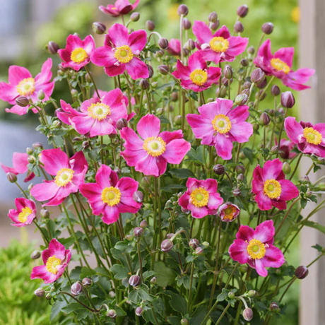 Anemone x hybrida Fantasy Ariel 2L at Cedar Nursery Surrey