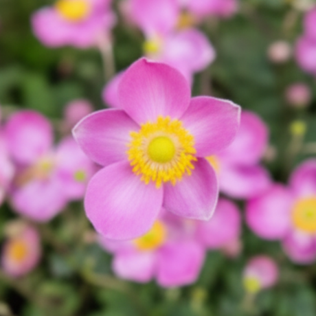 Anemone x hybrida Fantasy Jasmine 2L at Cedar Nursery Surrey