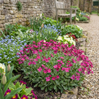 Arabis alpina 'Aubris Deep Rose' from Cedar Nursery, Cobham