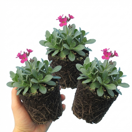 Arabis alpina 'Aubris Deep Rose' from Cedar Nursery, Cobham